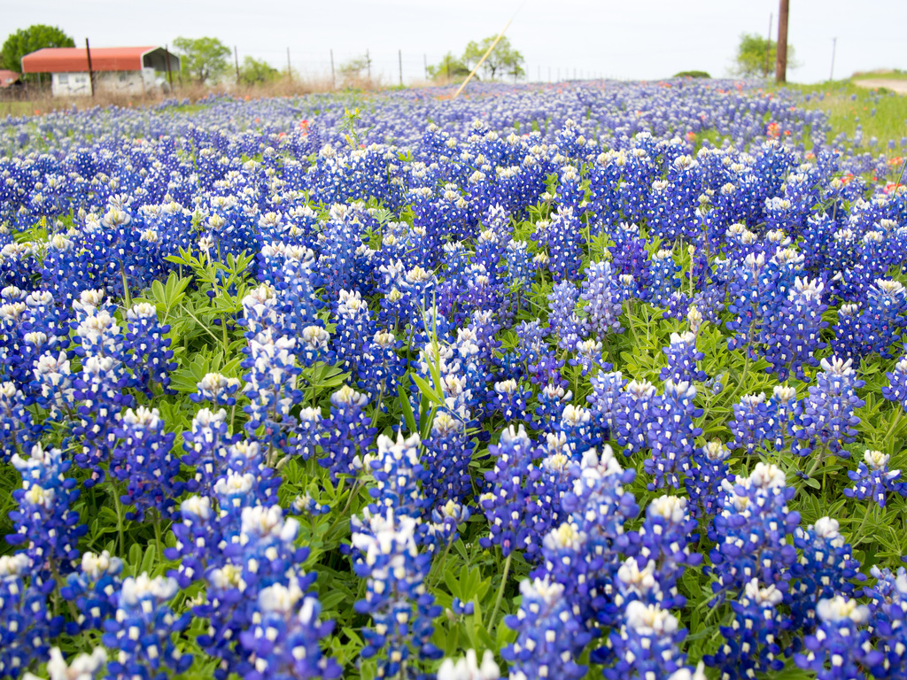 Texas Wildflowers