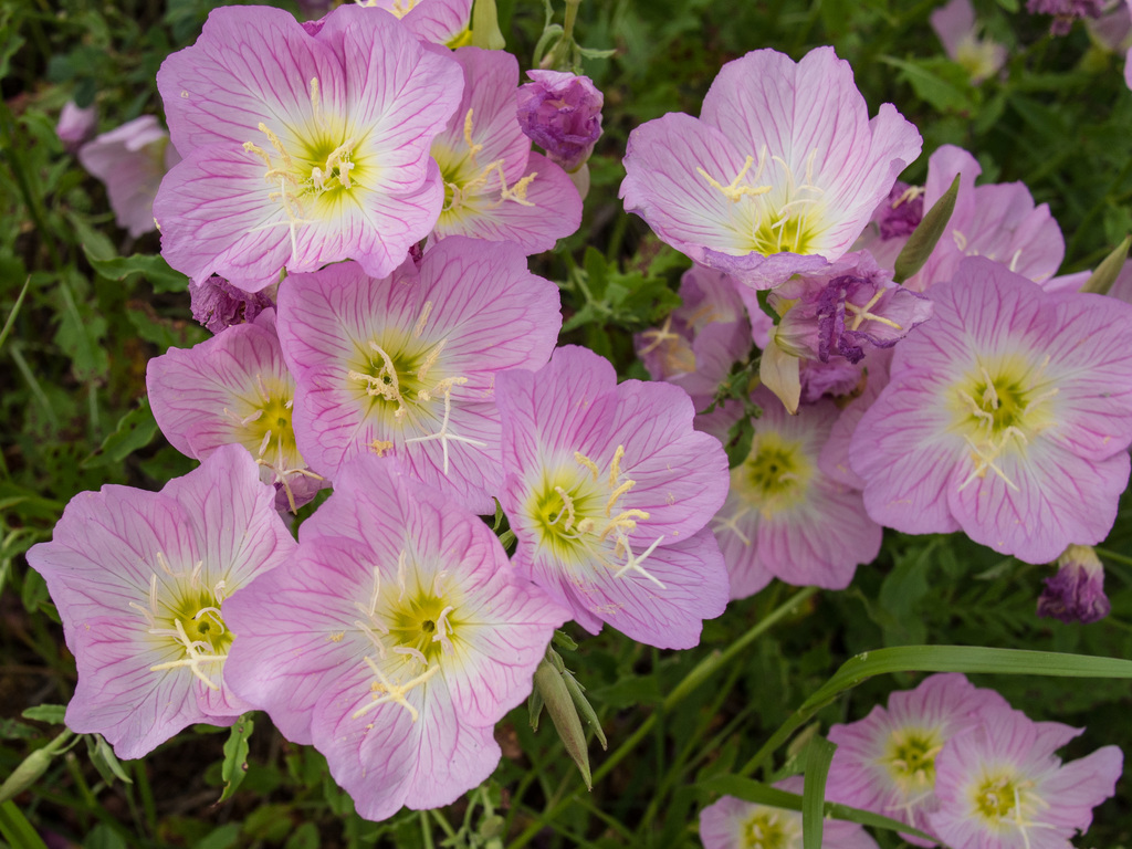 Primrose