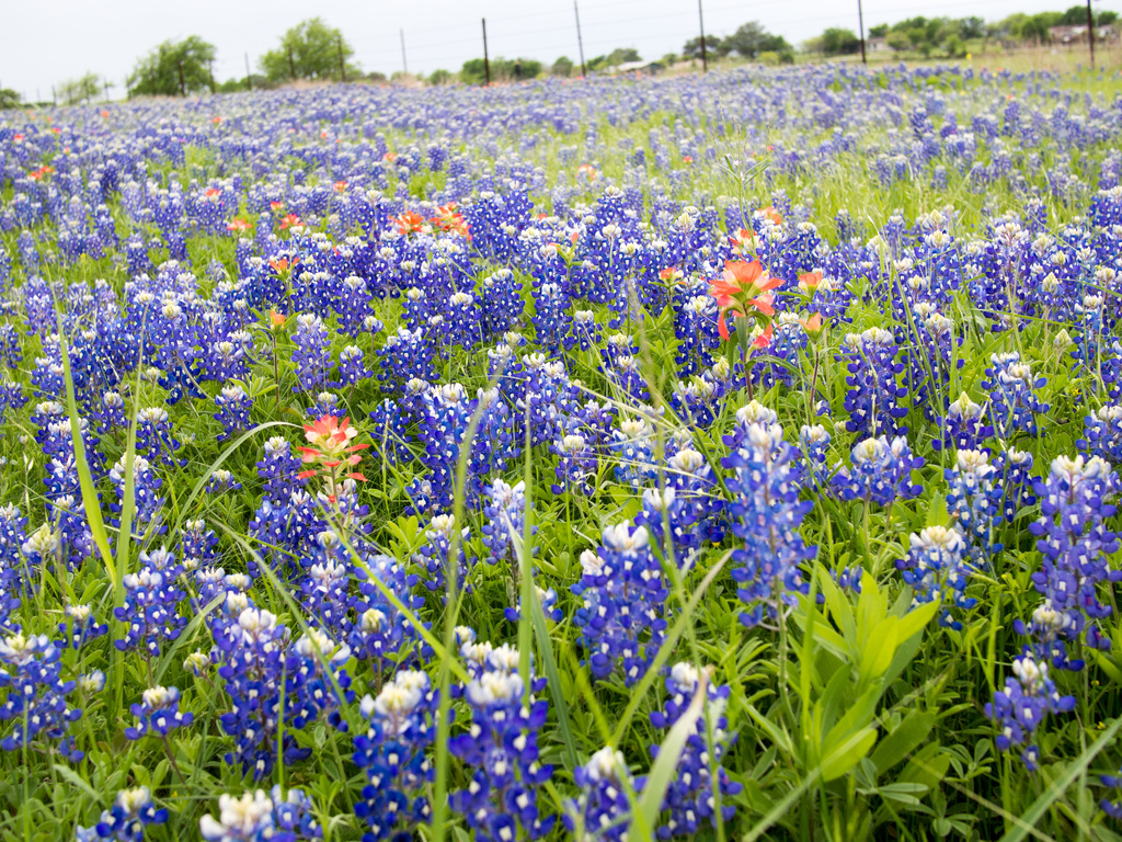 Texas Wildflowers