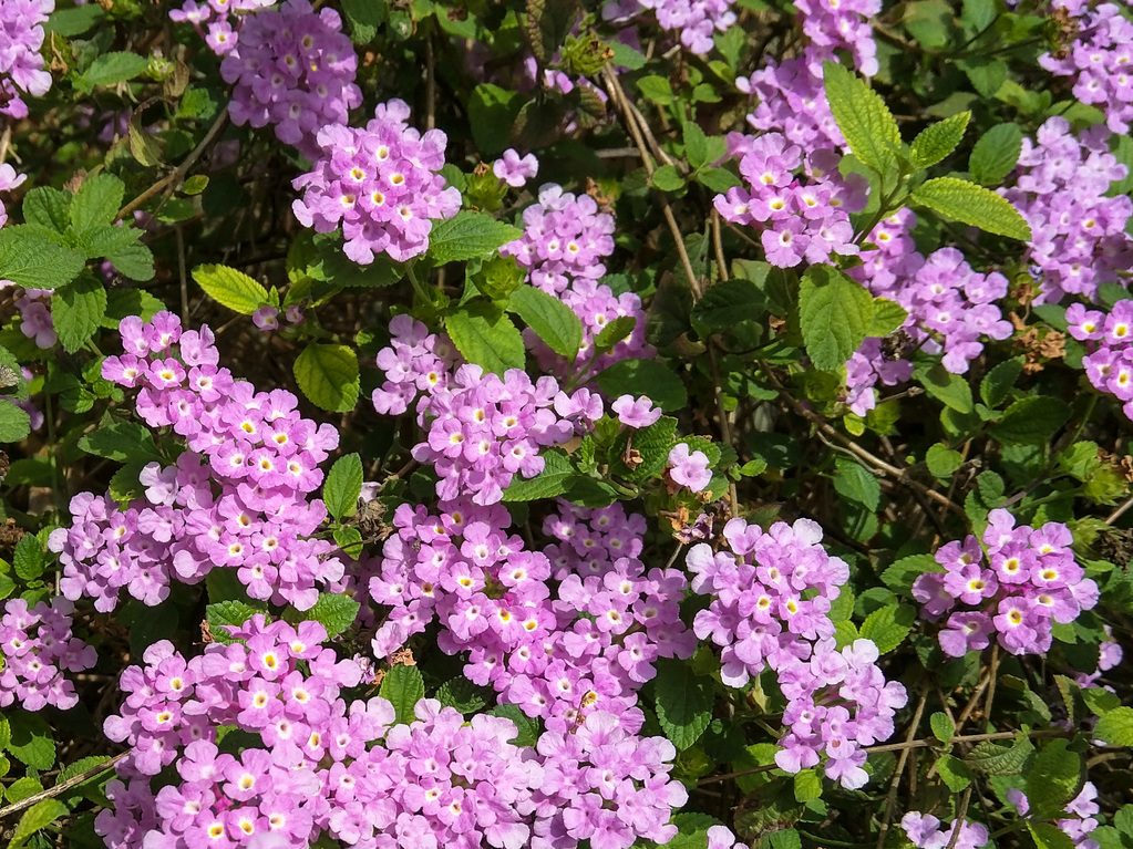 Texas Wildflowers
