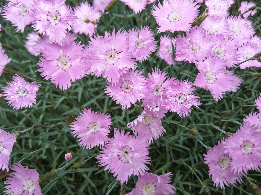 Pinks