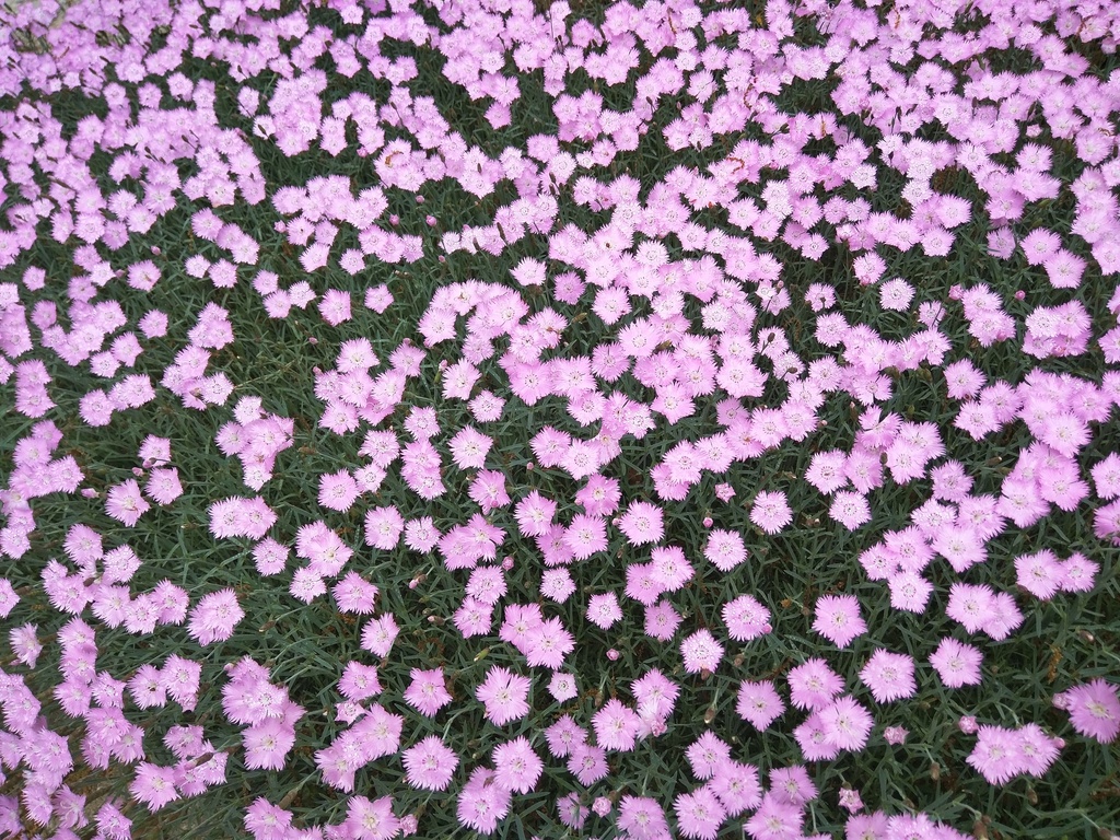 Pinks
