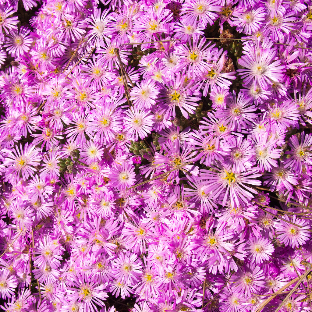 Pink!