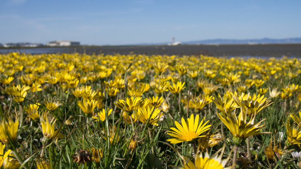 Yellow!