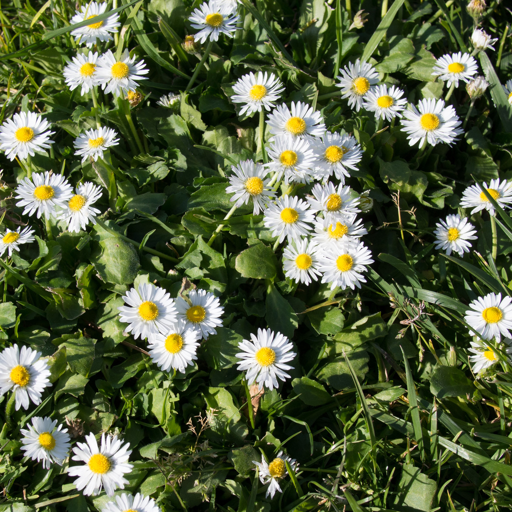 Daisies