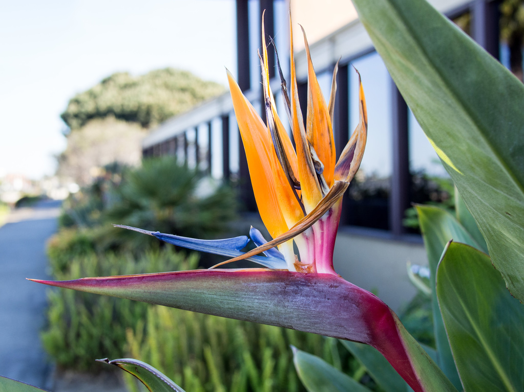 Bird of paradise