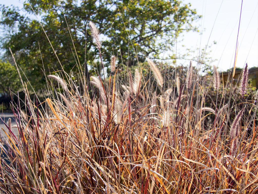 Grass