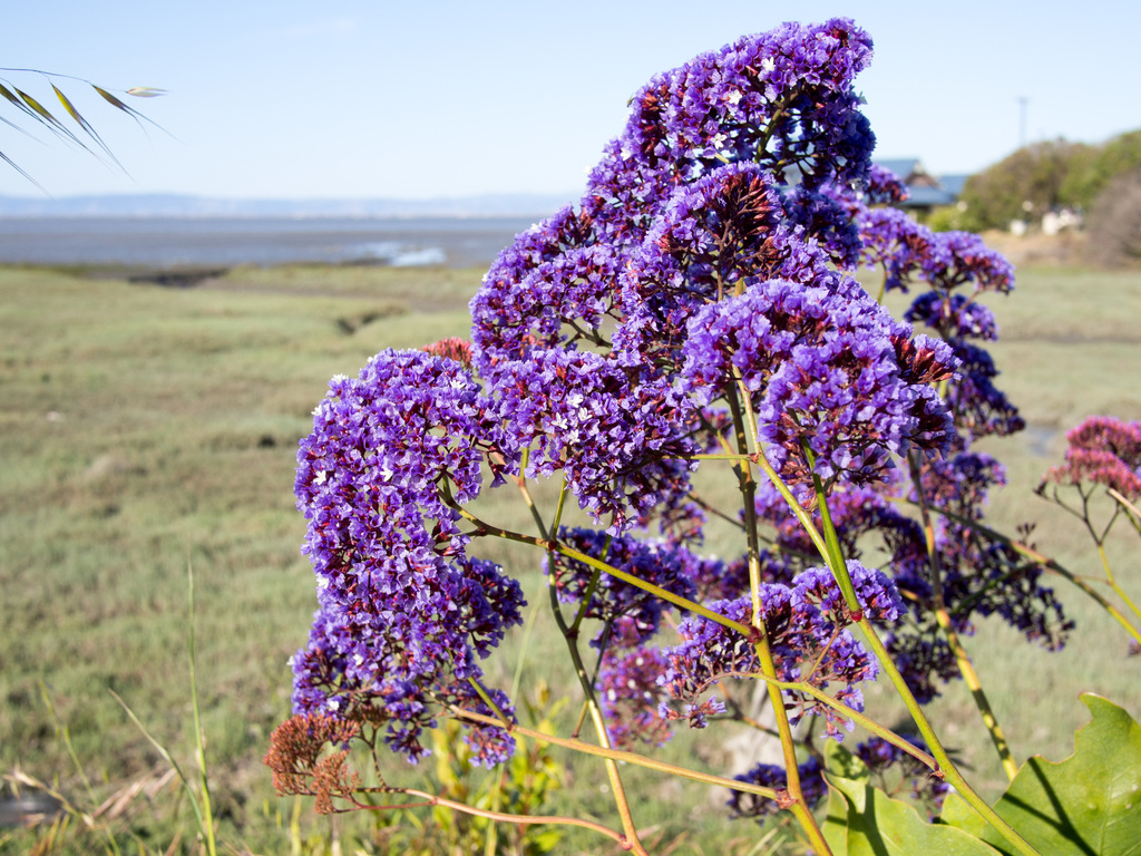 Purple!