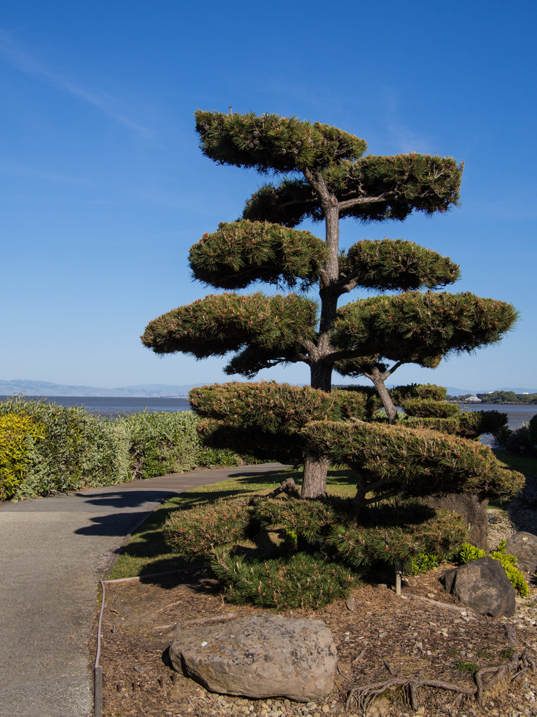 Tree Tree