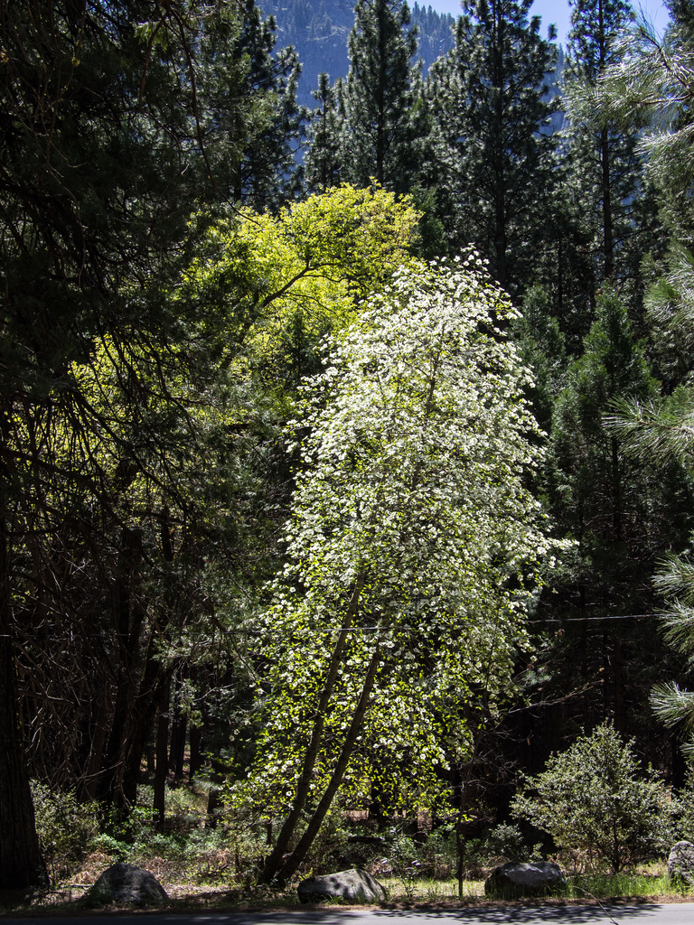Yosemite Yosemite