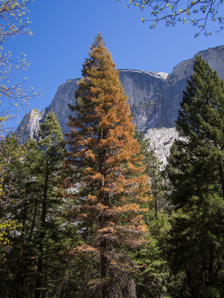 Yosemite