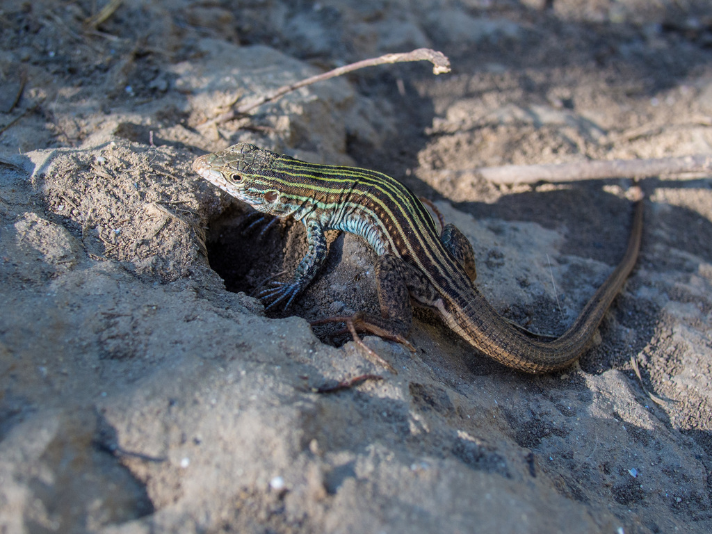 Lizard