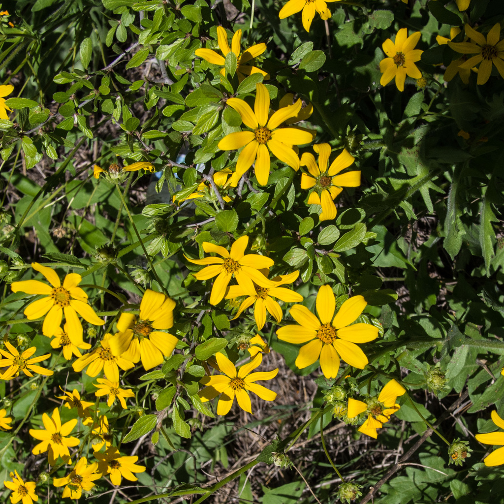Barton Creek Greenbelt Trail