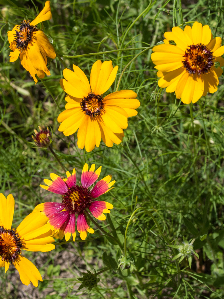 Barton Creek Greenbelt Trail