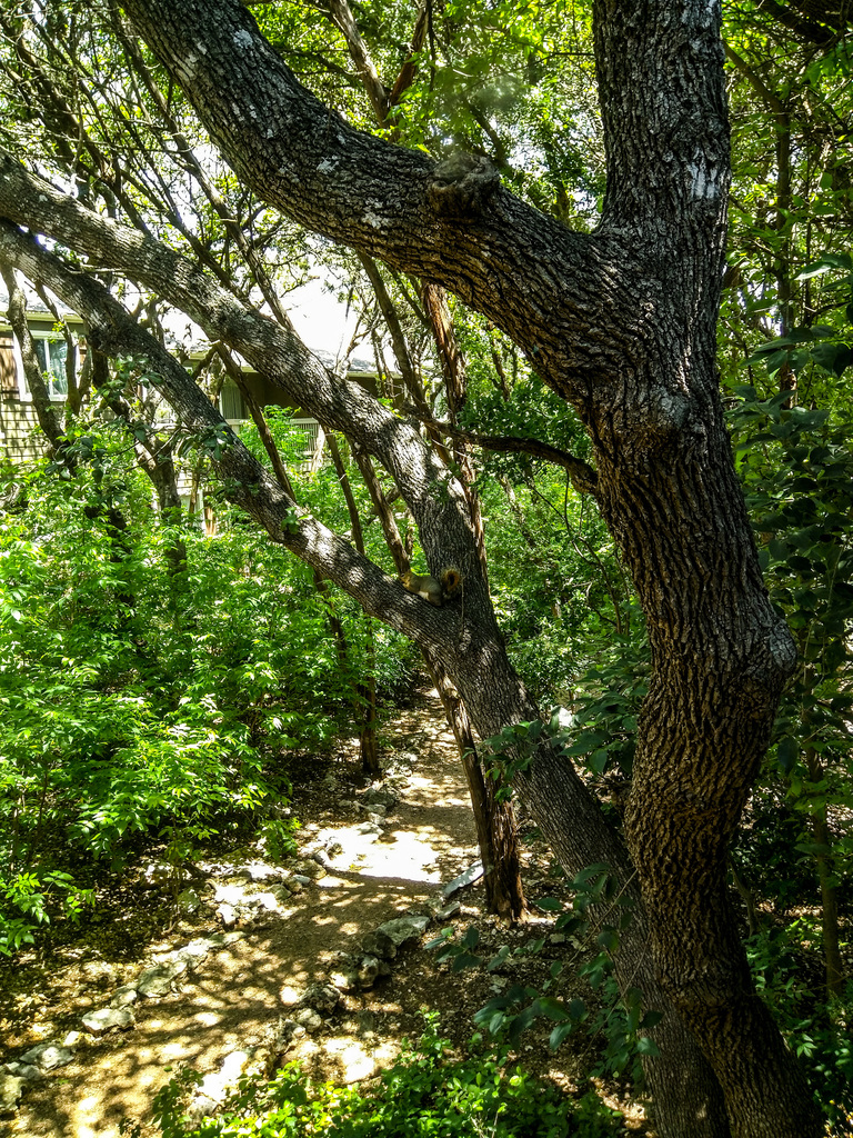 Barton Creek trail