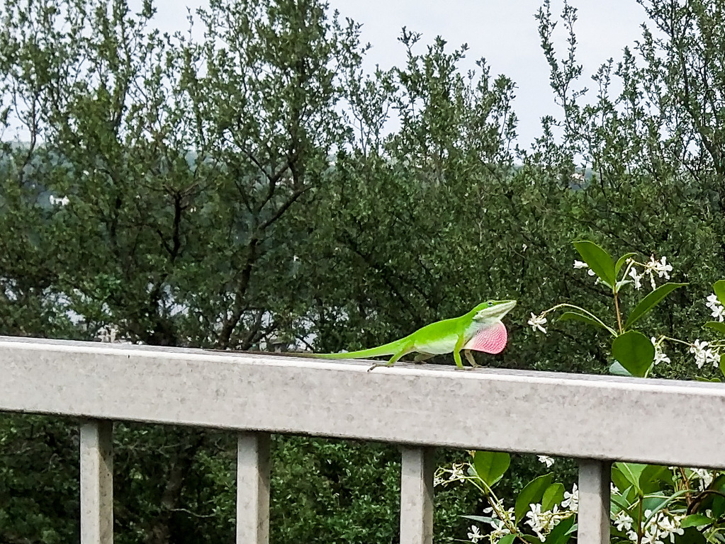 Green Anole