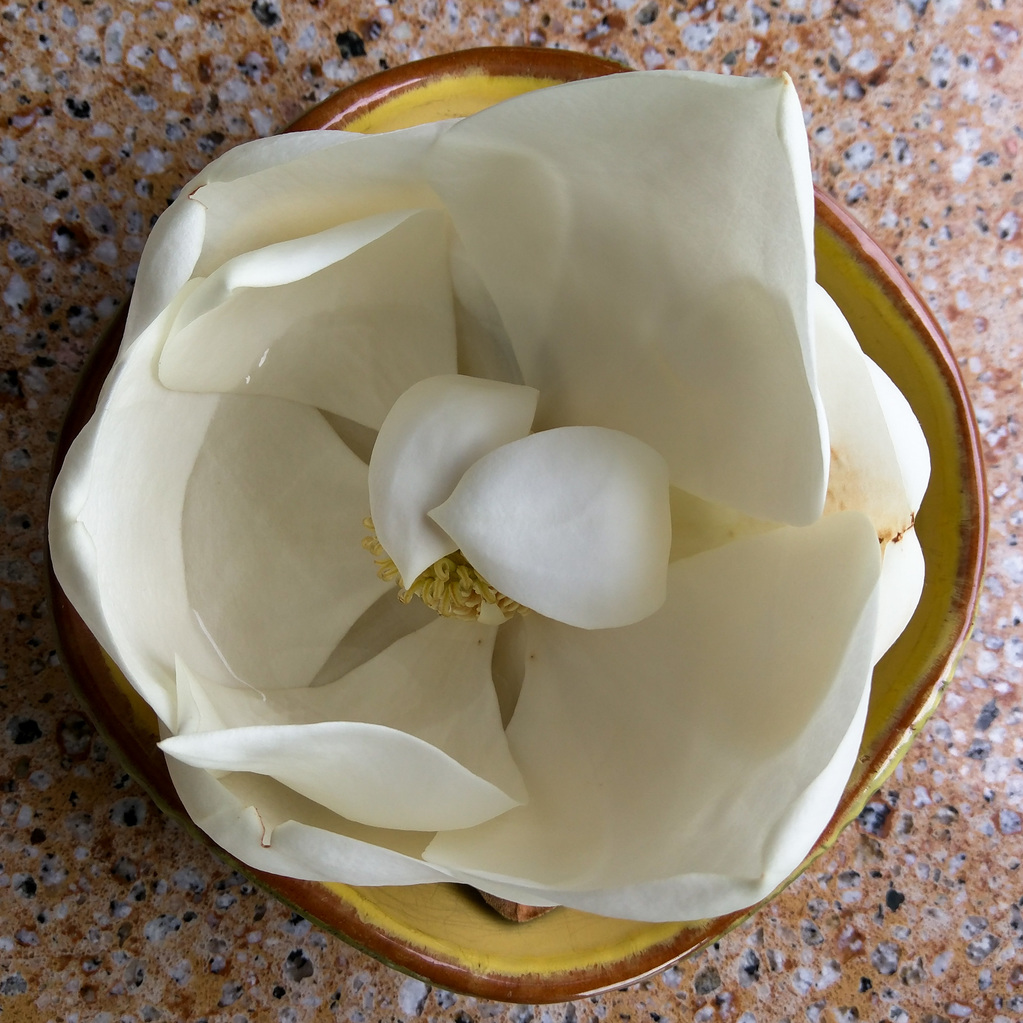 Magnolia blossom