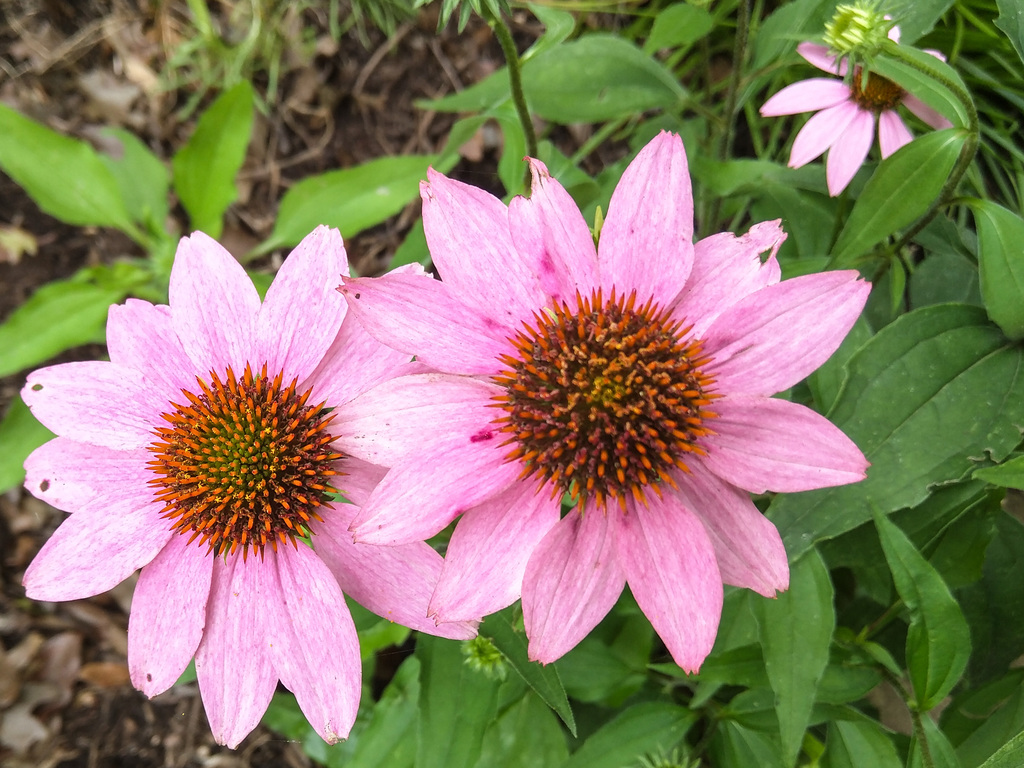 Cone flowers