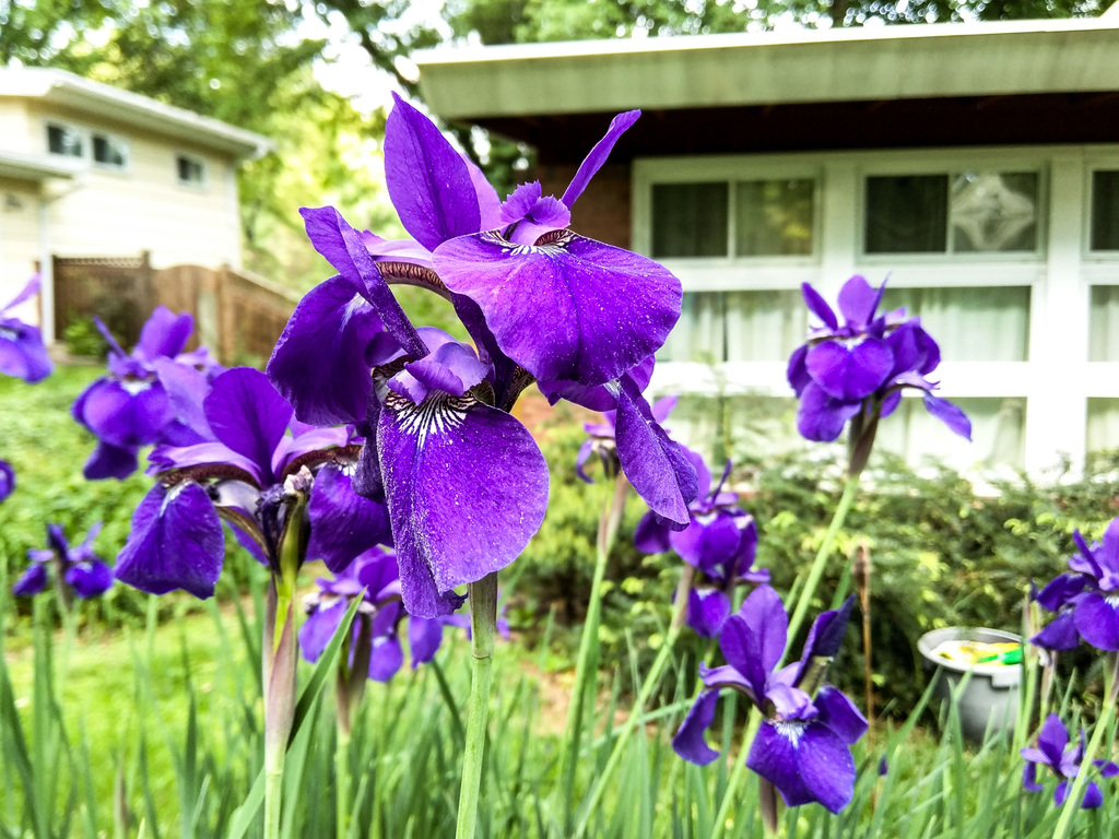 Irises