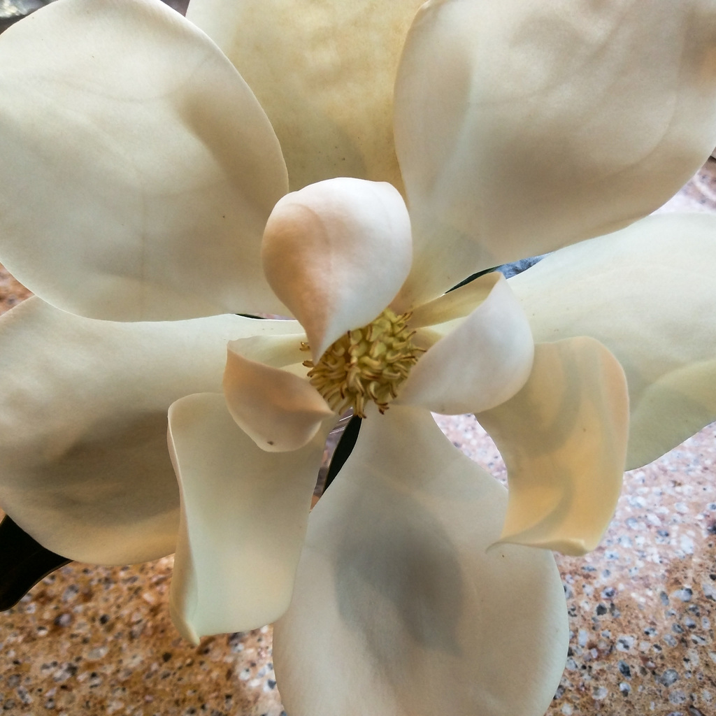 Magnolia blossom