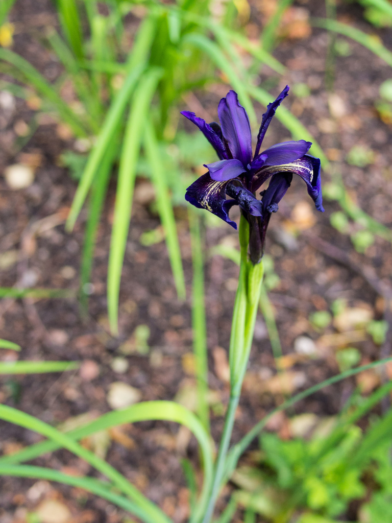 Royal Botanic Garden
