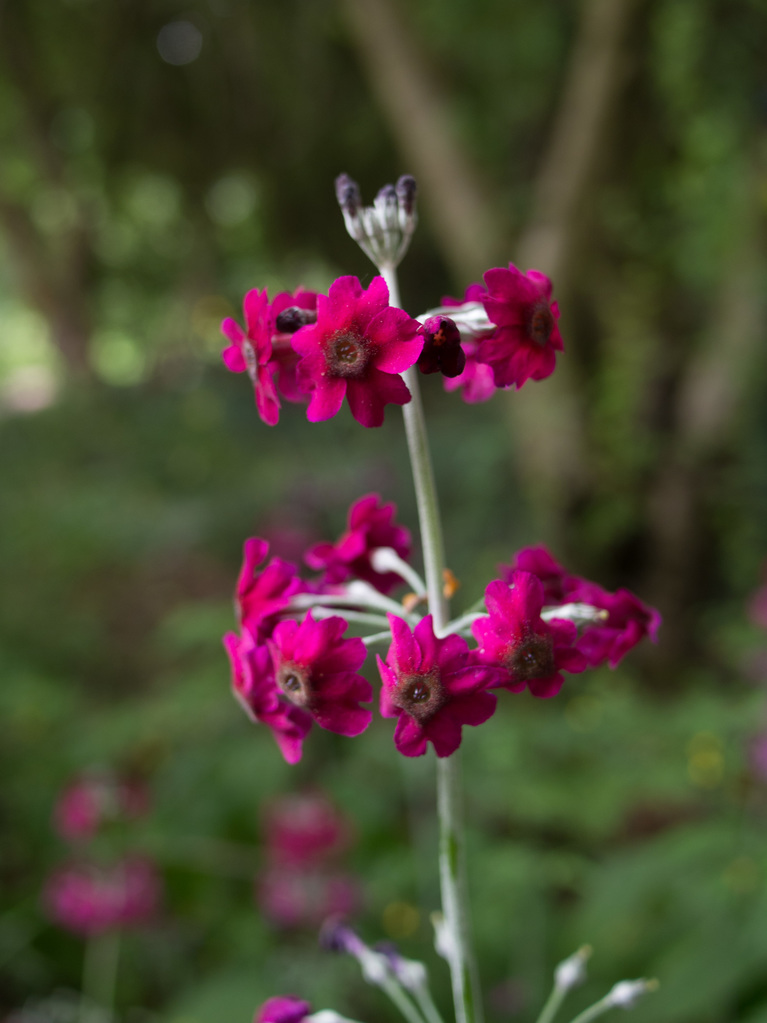Royal Botanic Garden