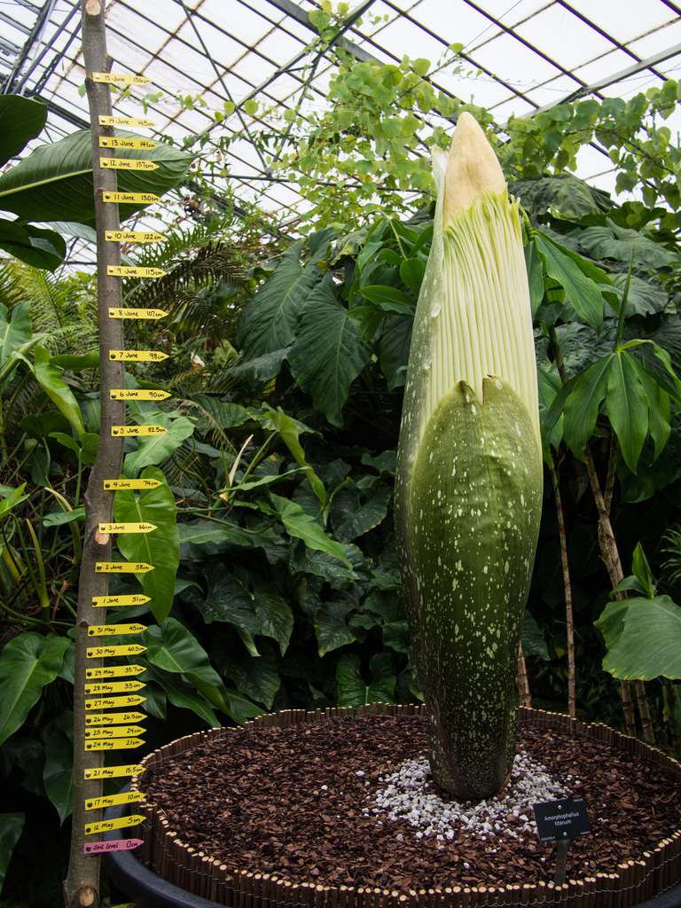 Titan arum