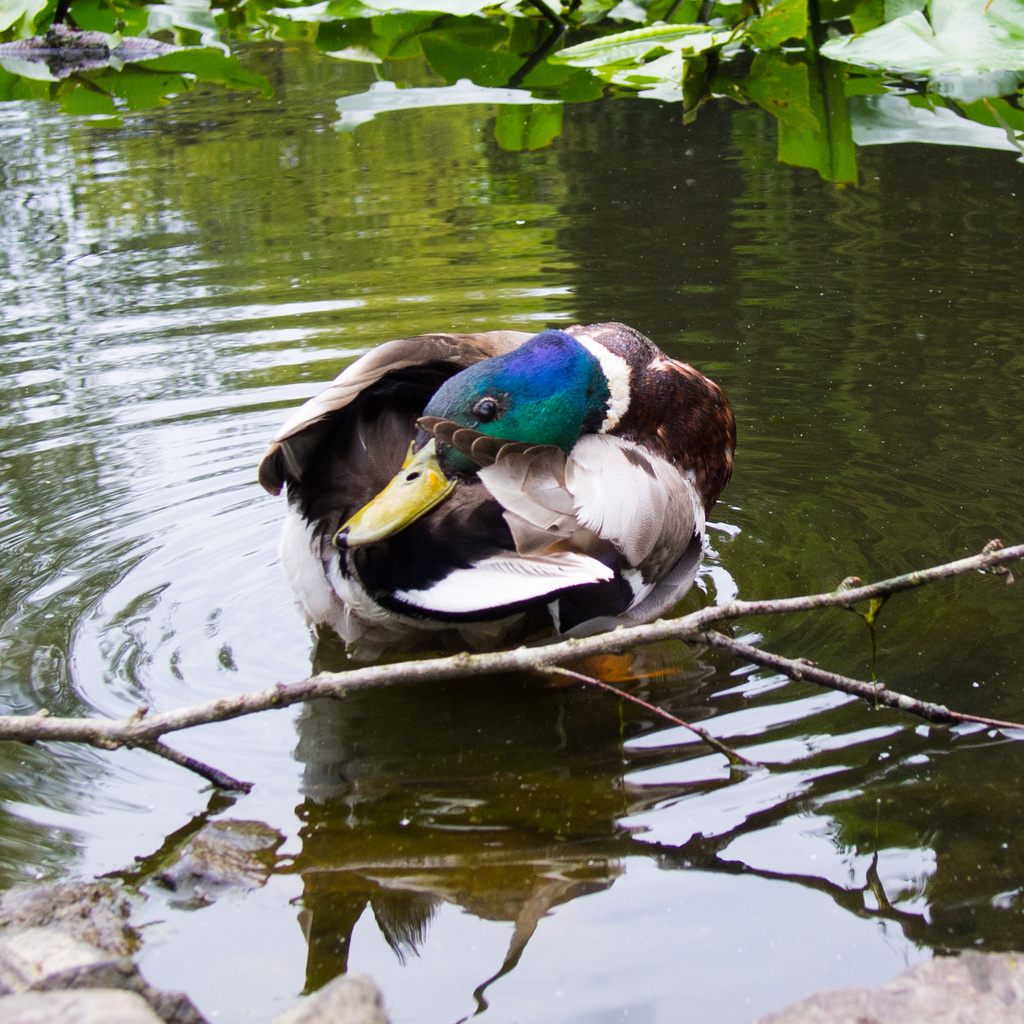 Royal Botanic Garden