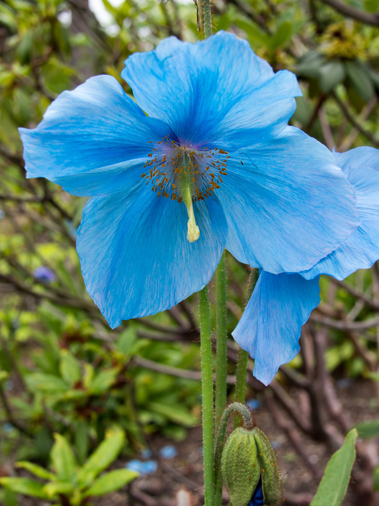 Meconopsis betonicafolia