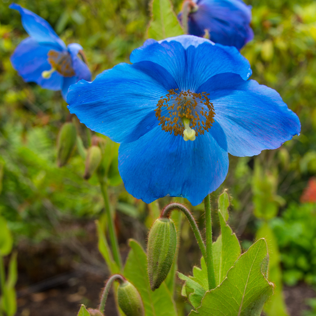 Meconopsis betonicafolia
