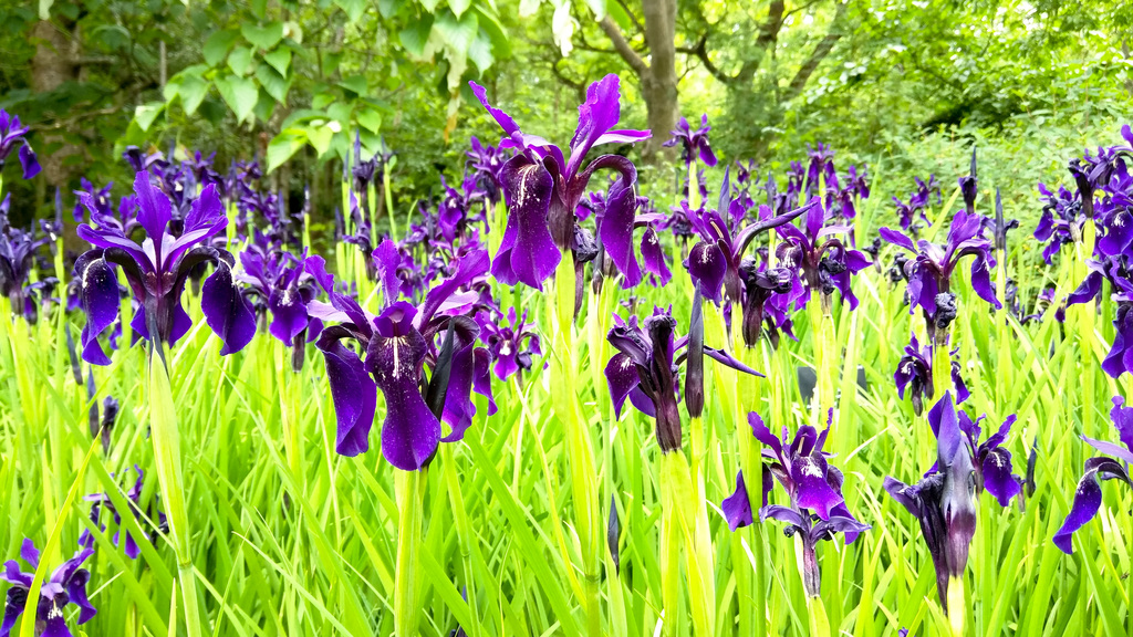 Royal Botanic Garden