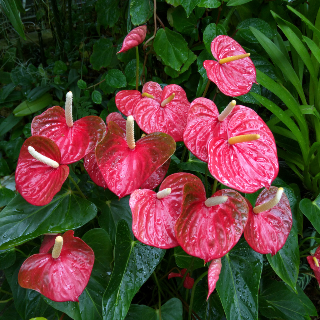 Royal Botanic Garden