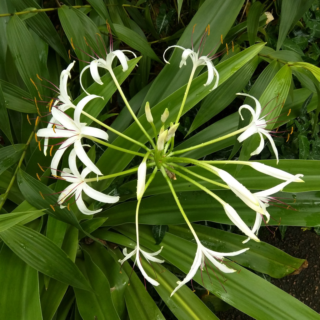Royal Botanic Garden