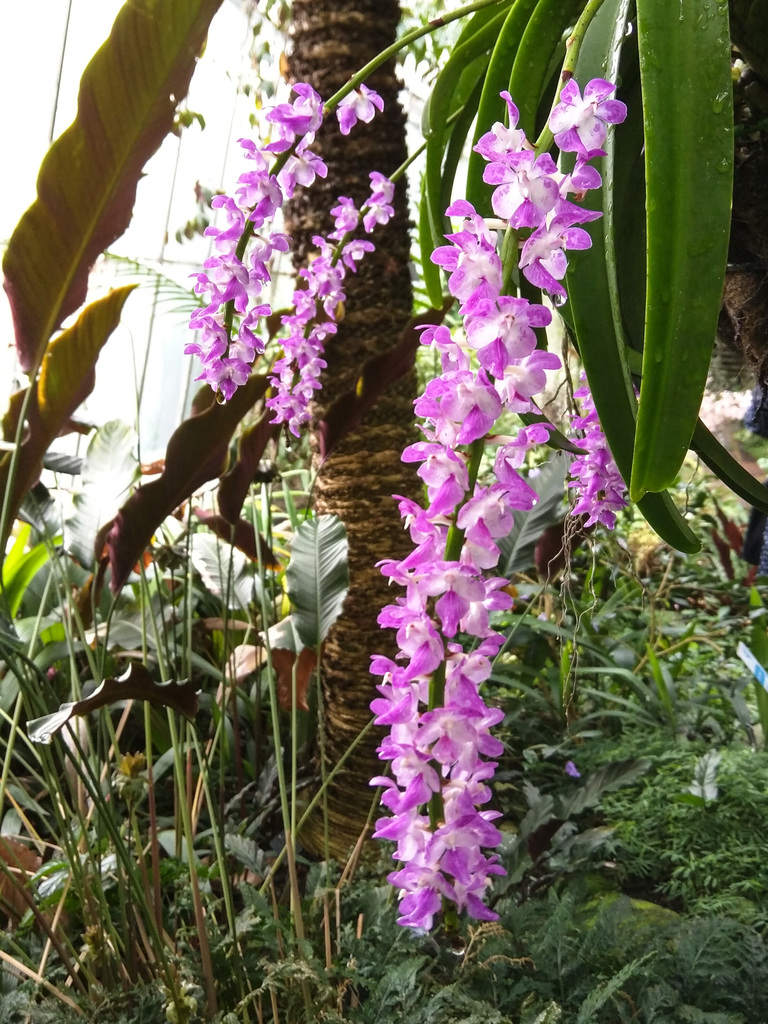 Royal Botanic Garden