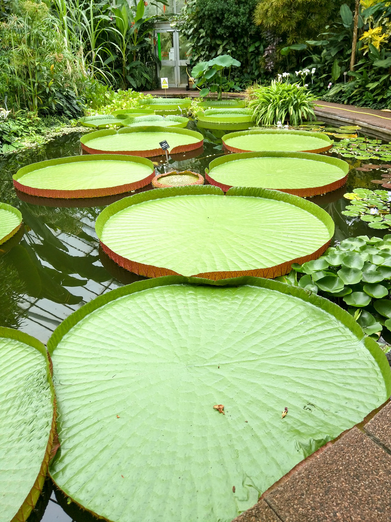 Royal Botanic Garden