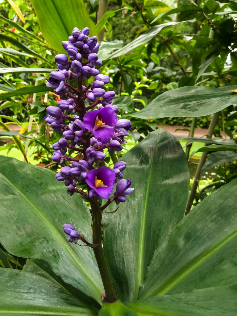 Royal Botanic Garden