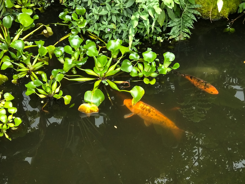 Royal Botanic Garden