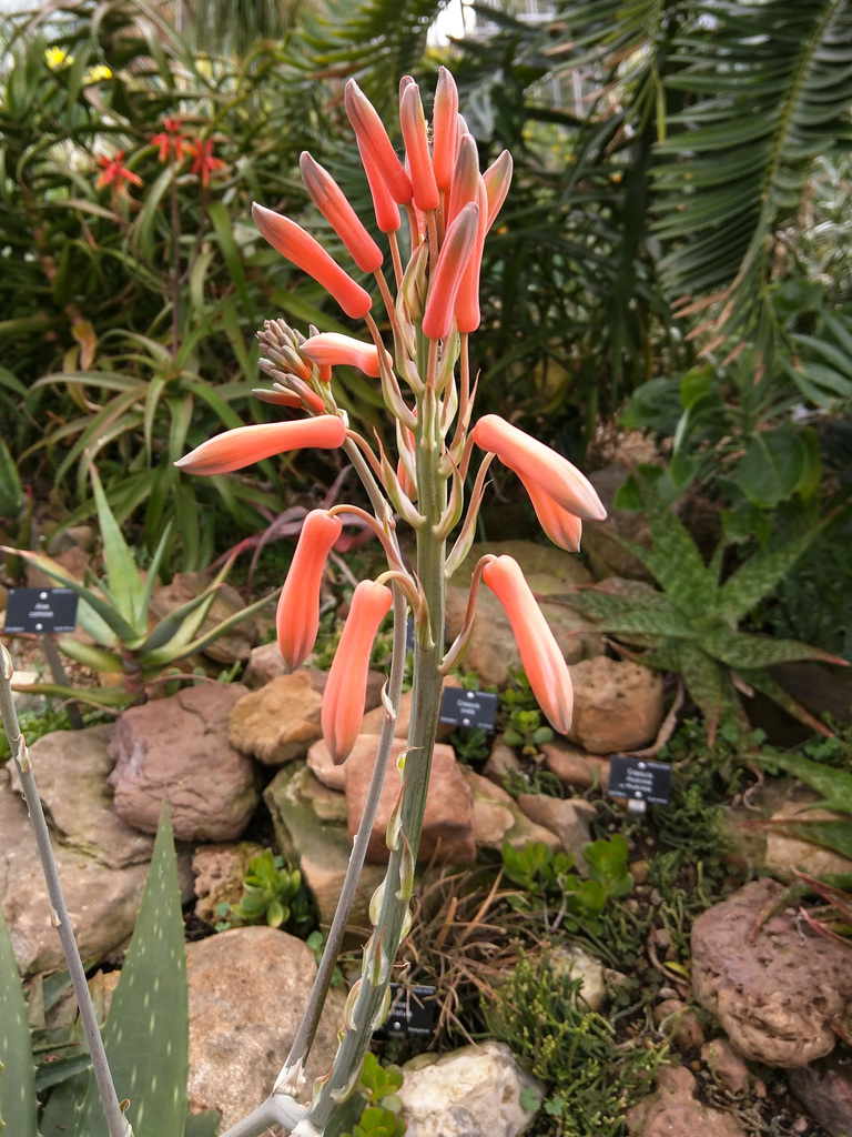 Royal Botanic Garden