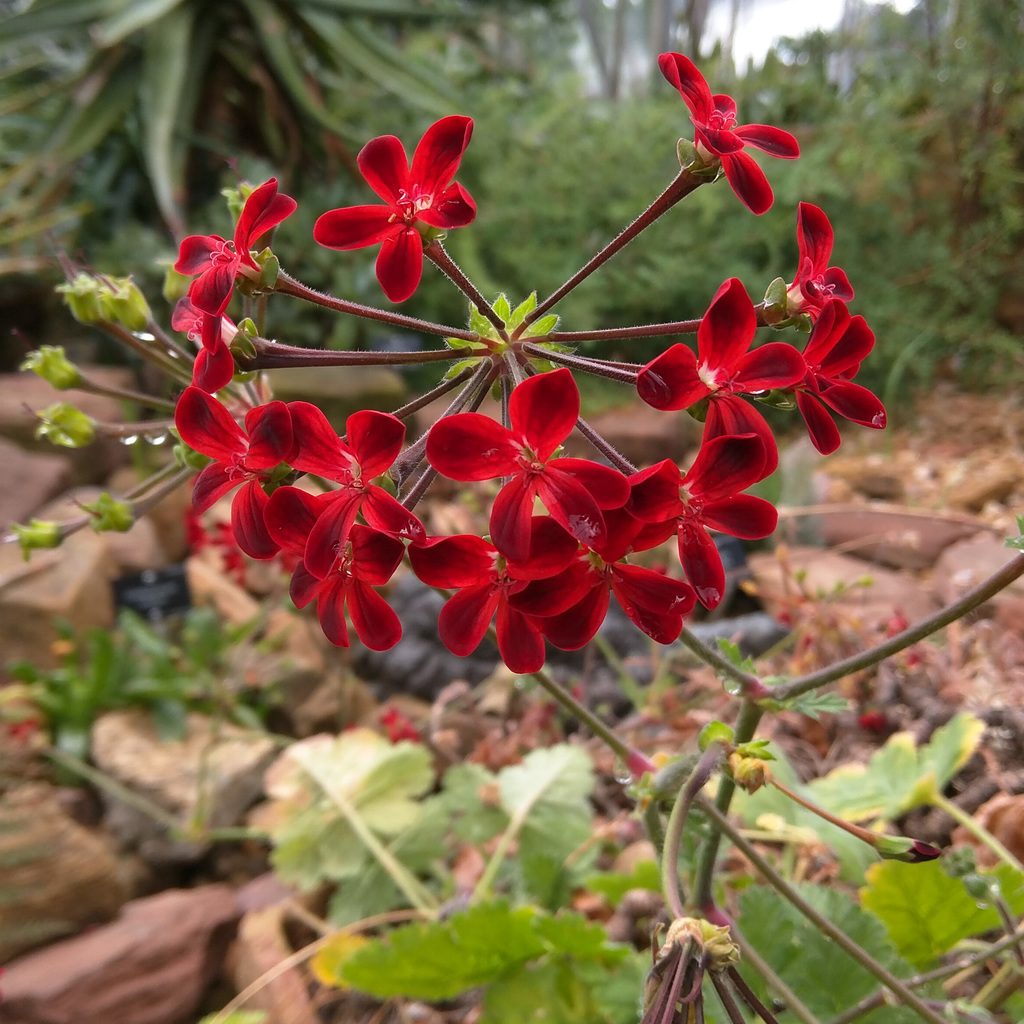 Royal Botanic Garden