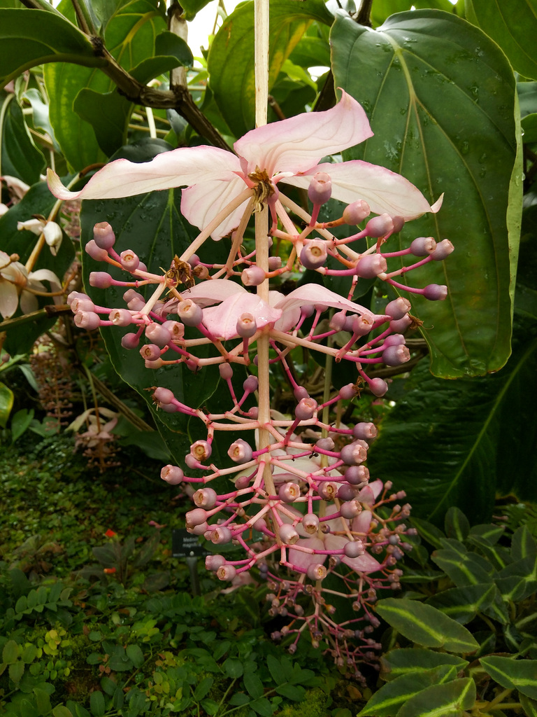 Royal Botanic Garden