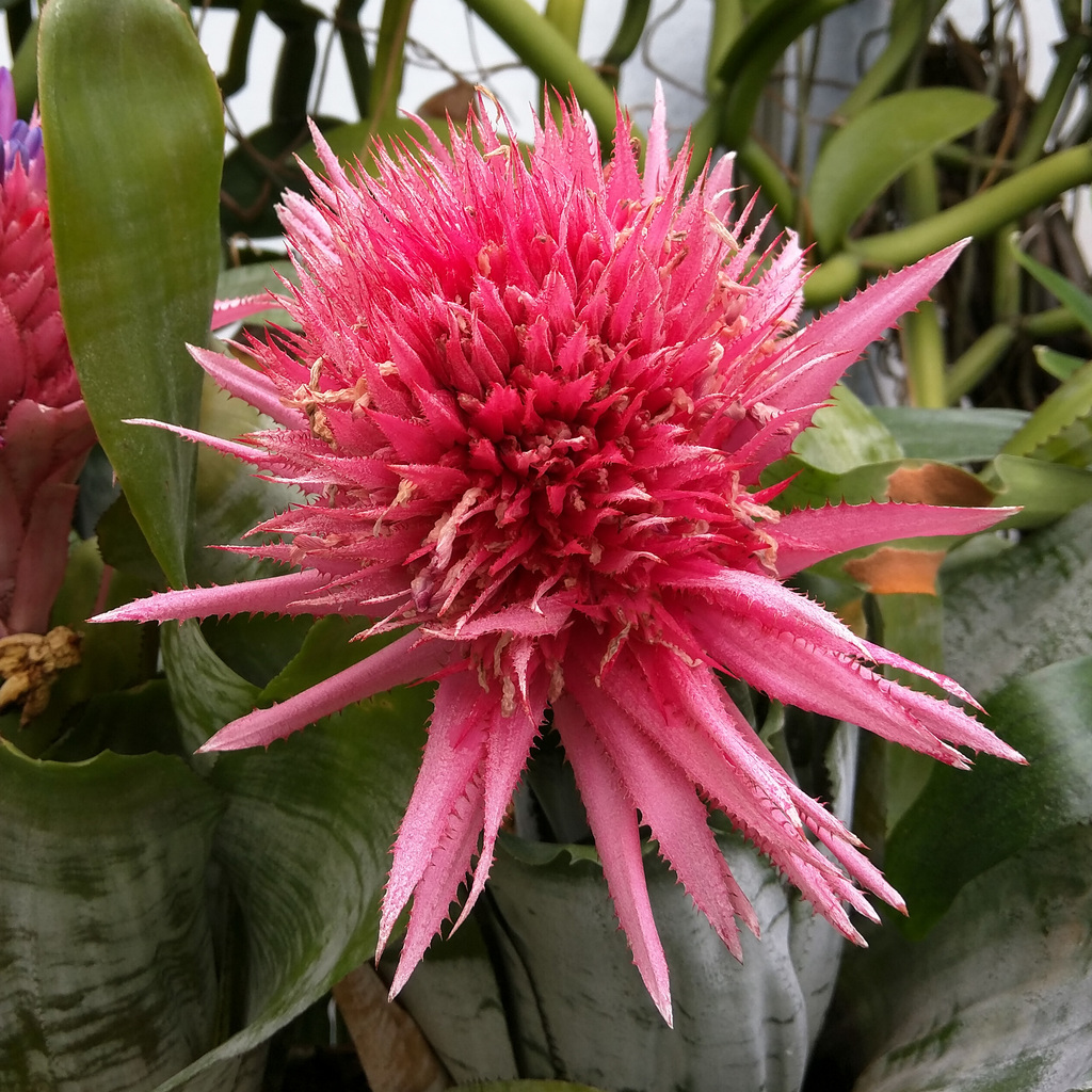 Royal Botanic Garden