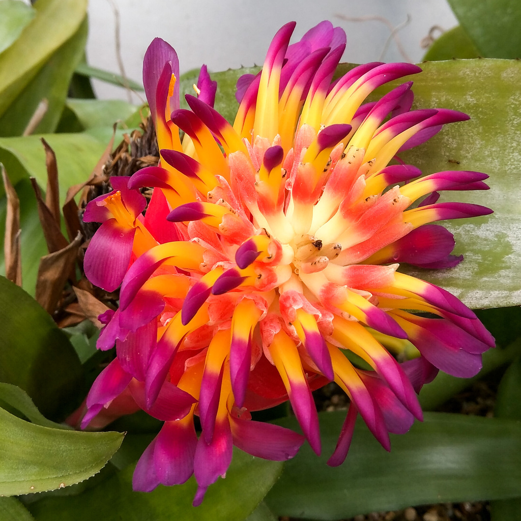 Royal Botanic Garden