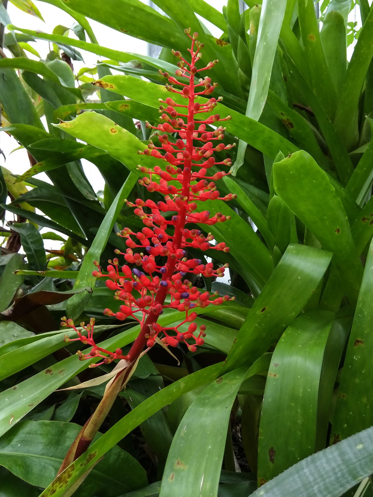 Royal Botanic Garden