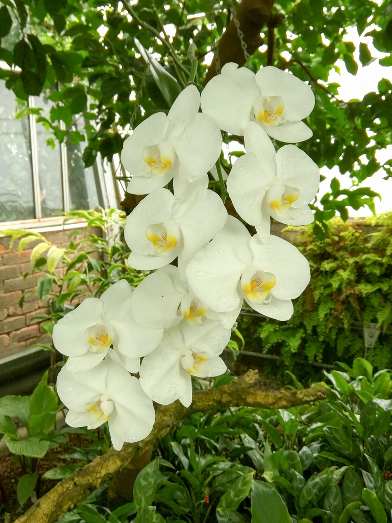 Royal Botanic Garden