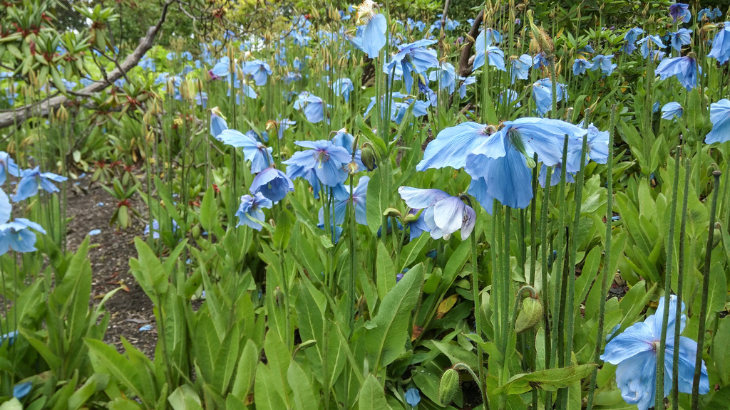 Meconopsis betonicafolia