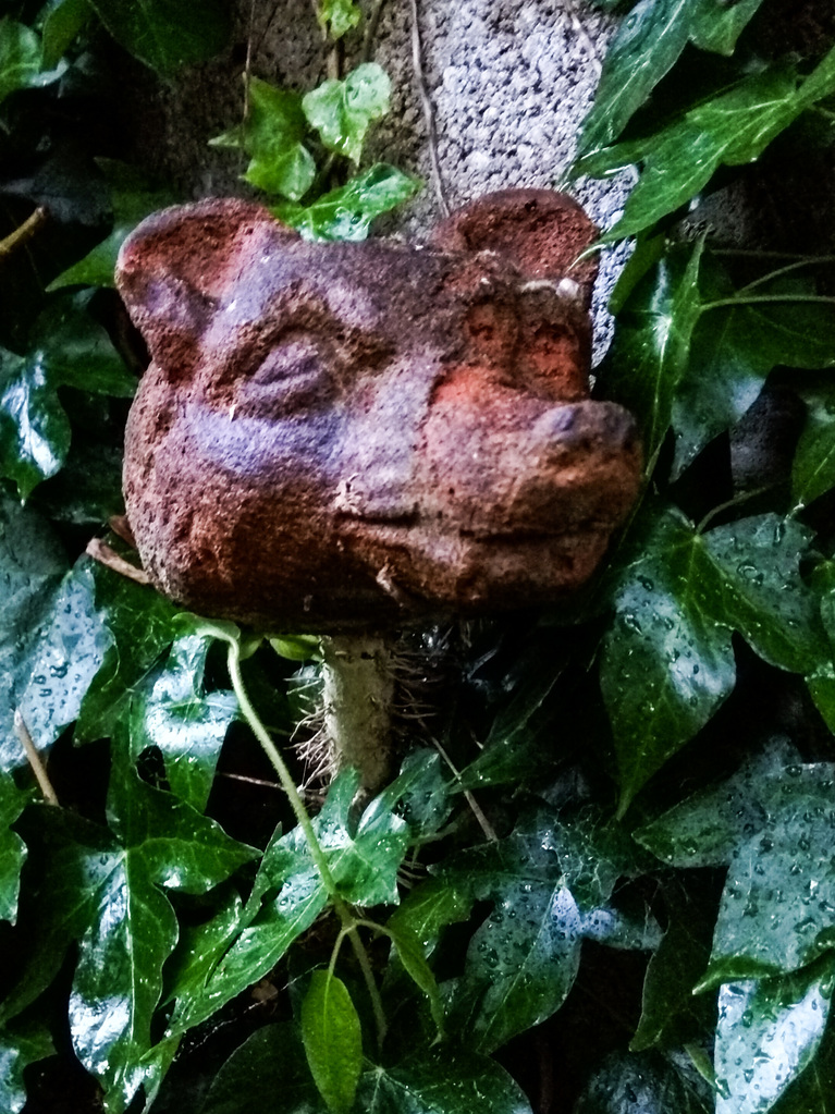 Garden fox