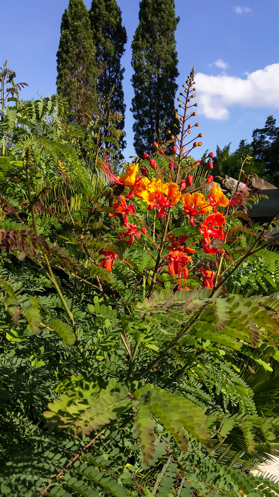 Pride of Barbados