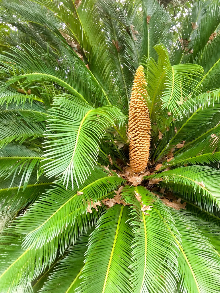 Sago palm