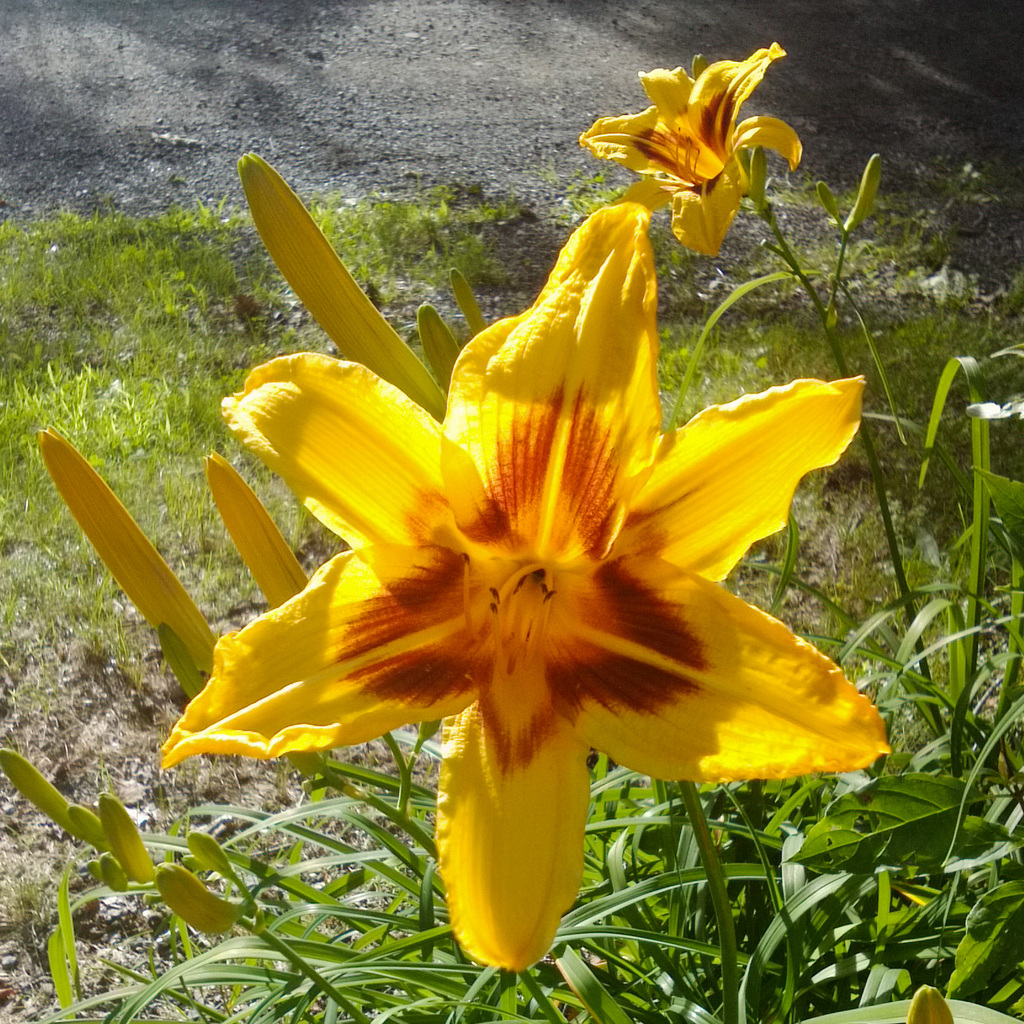 Day lily