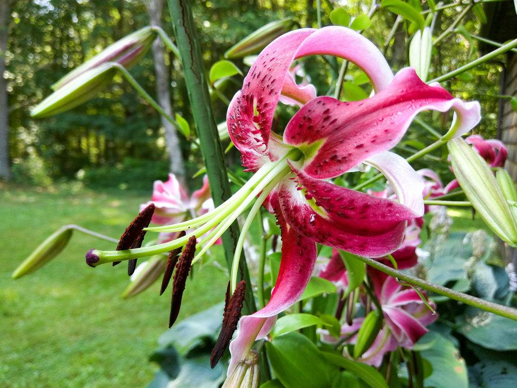 Flower